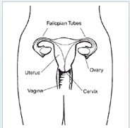 Fertility lifelines female biology Female Reproductive System, From Fertility Lifelines